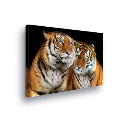 Animals and Living (10173CV)