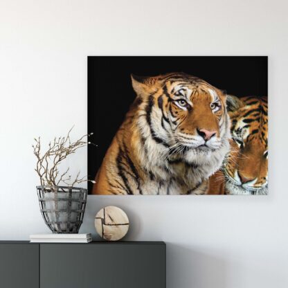 Animals and Living (10173CV) - Image 7