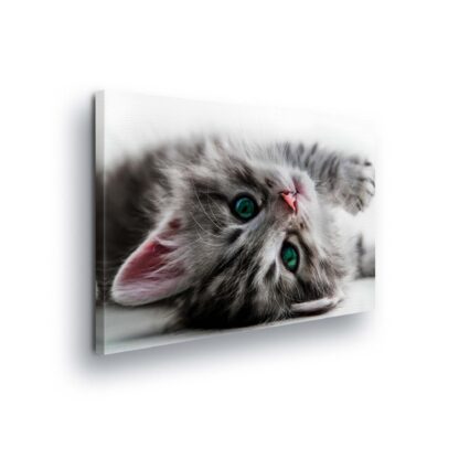Animals and Living (10203CV)