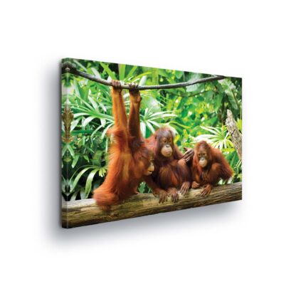 Animals and Living (10230CV)
