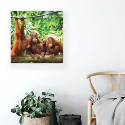 Animals and Living (10230CV) - Image 5