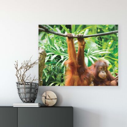 Animals and Living (10230CV) - Image 7