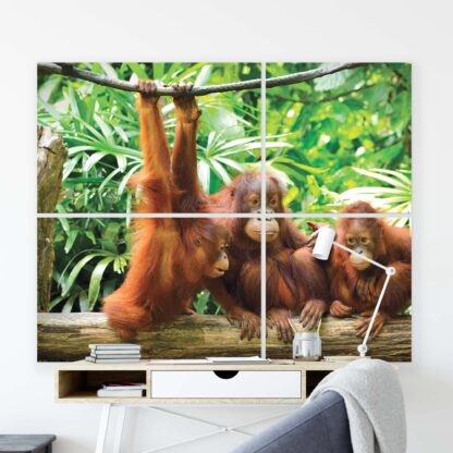 Animals and Living (10230CV) - Image 8
