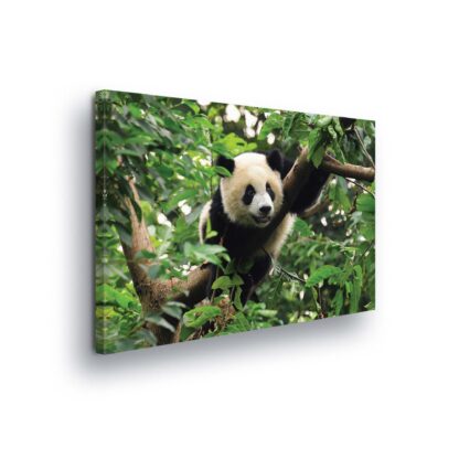 Animals and Living (10238CV)
