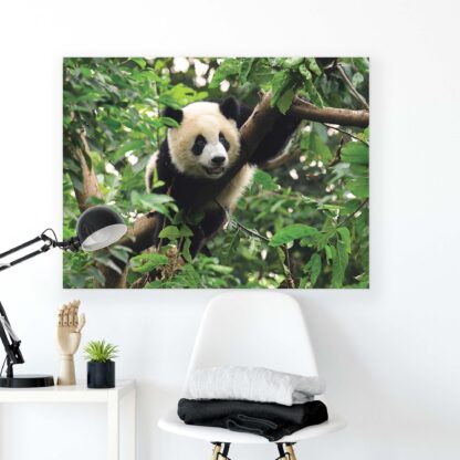 Animals and Living (10238CV) - Image 2