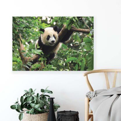 Animals and Living (10238CV) - Image 3