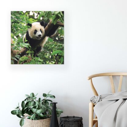 Animals and Living (10238CV) - Image 4