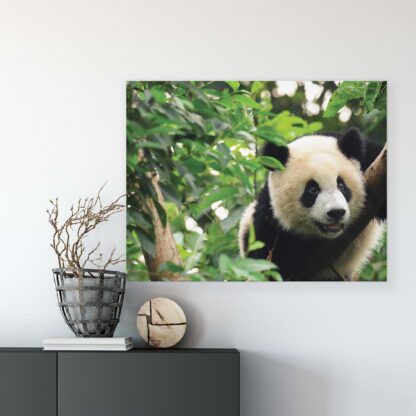 Animals and Living (10238CV) - Image 6