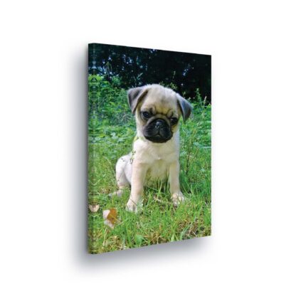 Animals and Living (10521CV)