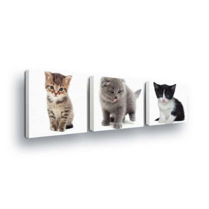 Animals and Living (10531CV)