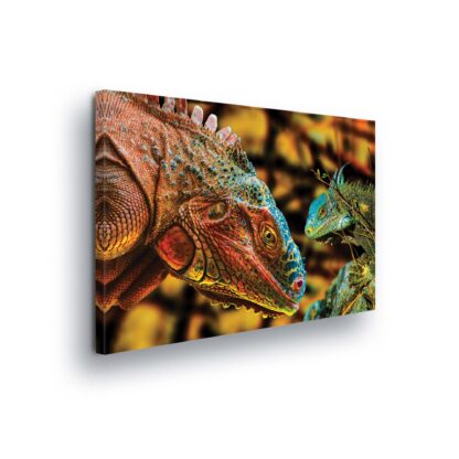 Animals and Living (10568CV)