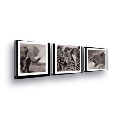 Animals and Living (11275CV)