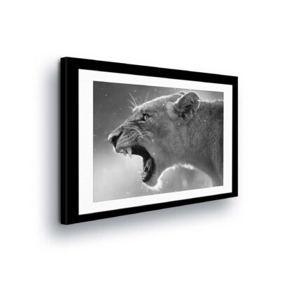 Animals and Living (11325CV)