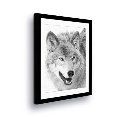 Animals and Living (11327CV)