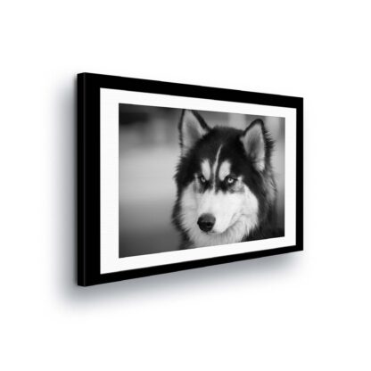 Animals and Living (11328CV)