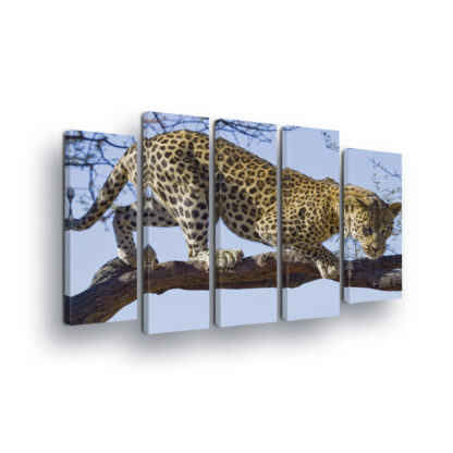 Animals and Living (1136CV)