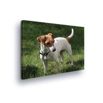 Animals and Living (11371CV)