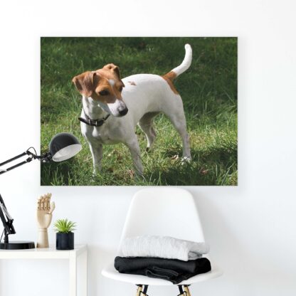 Animals and Living (11371CV) - Image 2