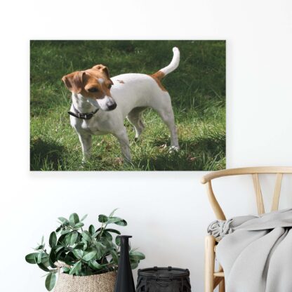 Animals and Living (11371CV) - Image 4