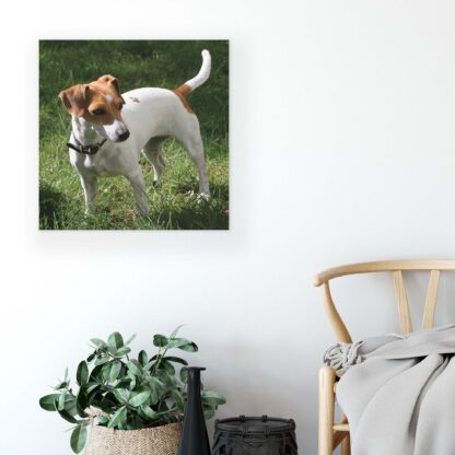 Animals and Living (11371CV) - Image 5