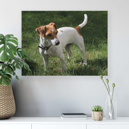Animals and Living (11371CV) - Image 6