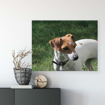 Animals and Living (11371CV) - Image 7