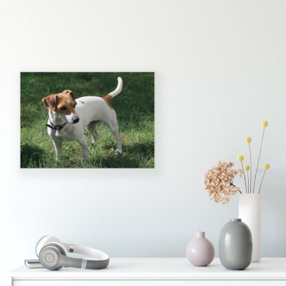 Animals and Living (11371CV) - Image 8