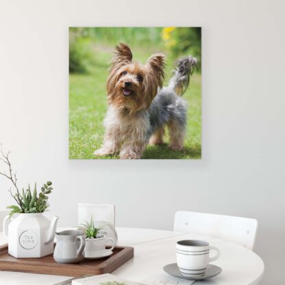 Animals and Living (11372CV) - Image 3