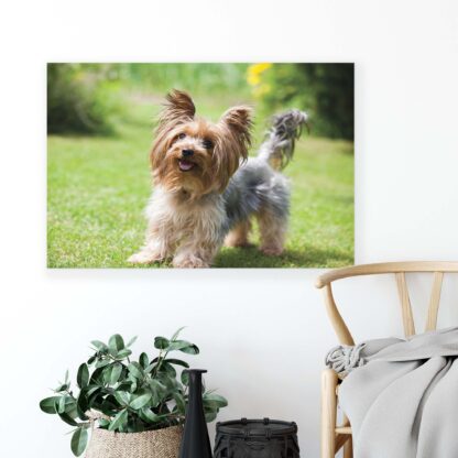 Animals and Living (11372CV) - Image 4