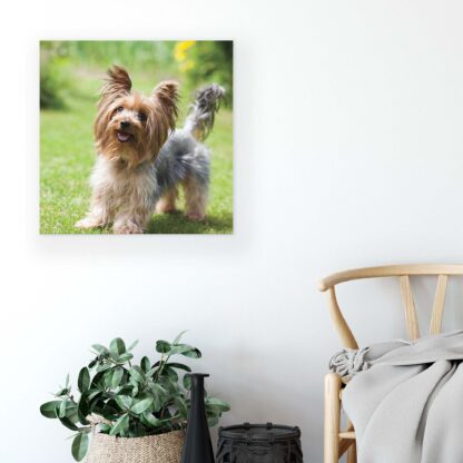 Animals and Living (11372CV) - Image 5