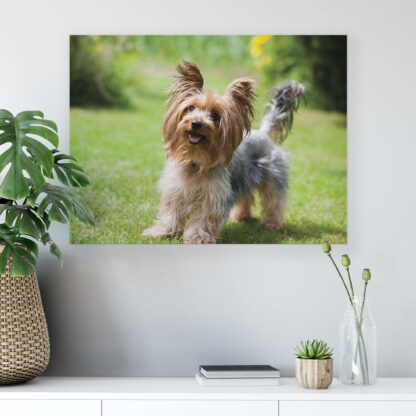 Animals and Living (11372CV) - Image 6
