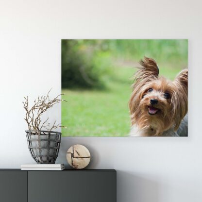 Animals and Living (11372CV) - Image 7