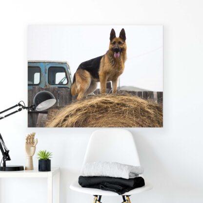 Animals and Living (11373CV) - Image 2