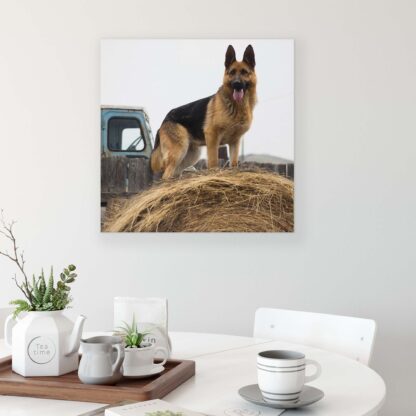 Animals and Living (11373CV) - Image 3