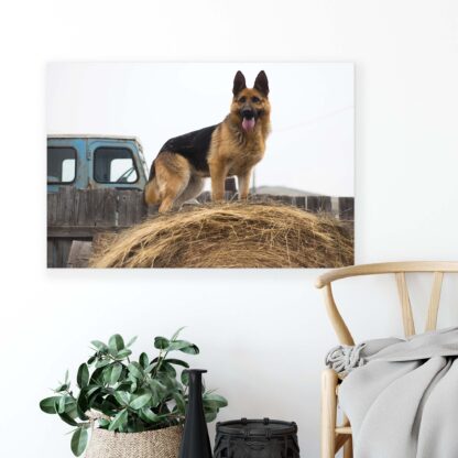 Animals and Living (11373CV) - Image 4
