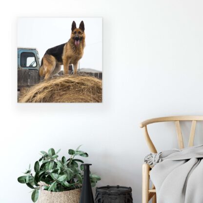 Animals and Living (11373CV) - Image 5