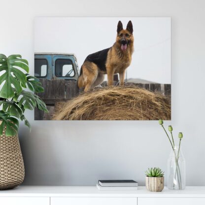 Animals and Living (11373CV) - Image 6