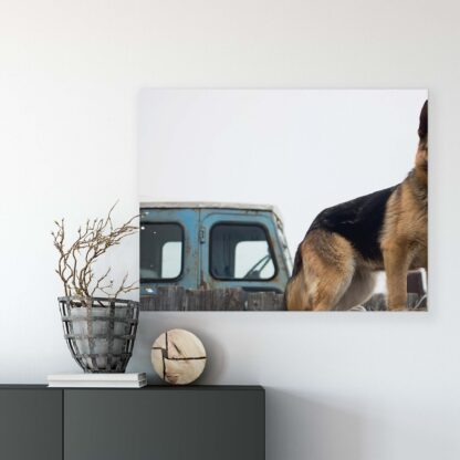 Animals and Living (11373CV) - Image 7