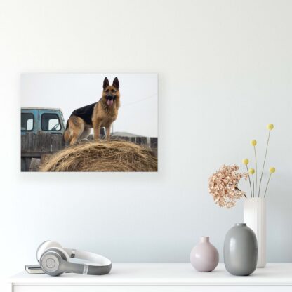 Animals and Living (11373CV) - Image 8