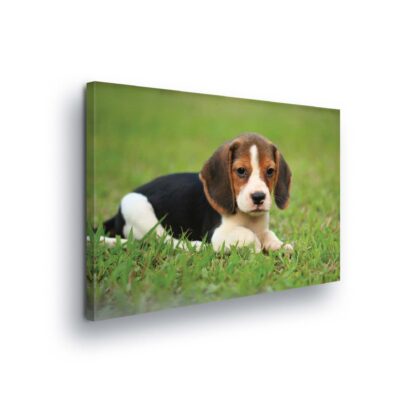 Animals and Living (11374CV)