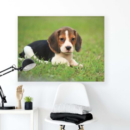 Animals and Living (11374CV) - Image 2