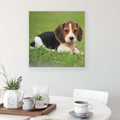 Animals and Living (11374CV) - Image 3