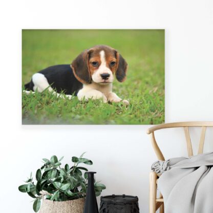 Animals and Living (11374CV) - Image 4