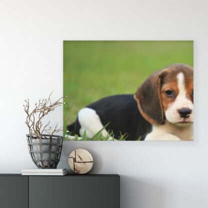 Animals and Living (11374CV) - Image 7