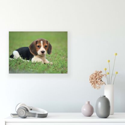 Animals and Living (11374CV) - Image 8