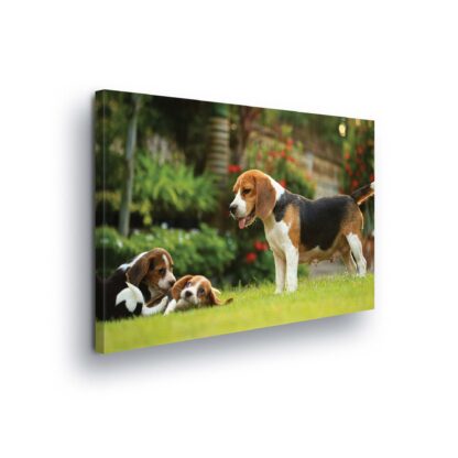 Animals and Living (11375CV)
