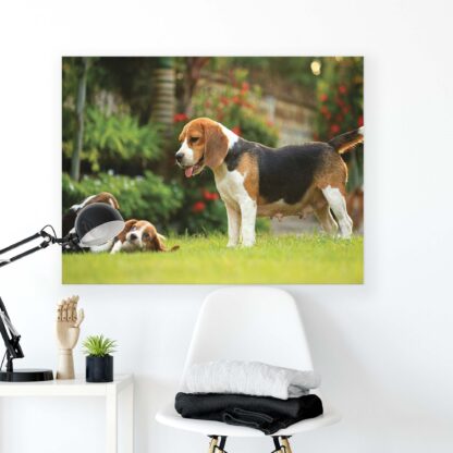 Animals and Living (11375CV) - Image 2