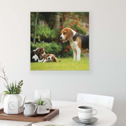 Animals and Living (11375CV) - Image 3
