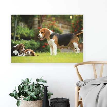 Animals and Living (11375CV) - Image 4