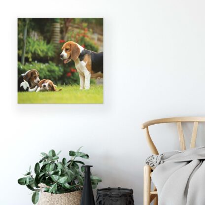 Animals and Living (11375CV) - Image 5